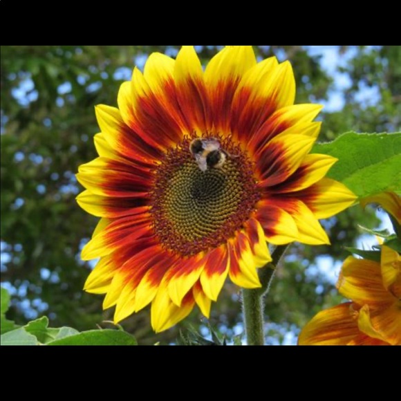 sunflowerbrina